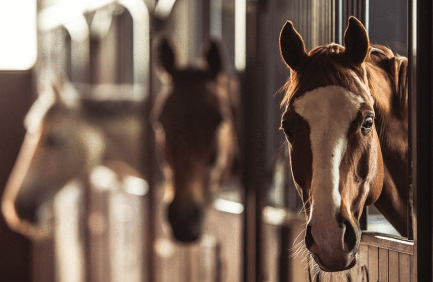 The Importance of Mentally Healthy Horses