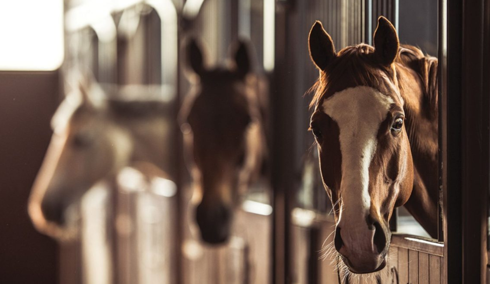 The Importance of Mentally Healthy Horses
